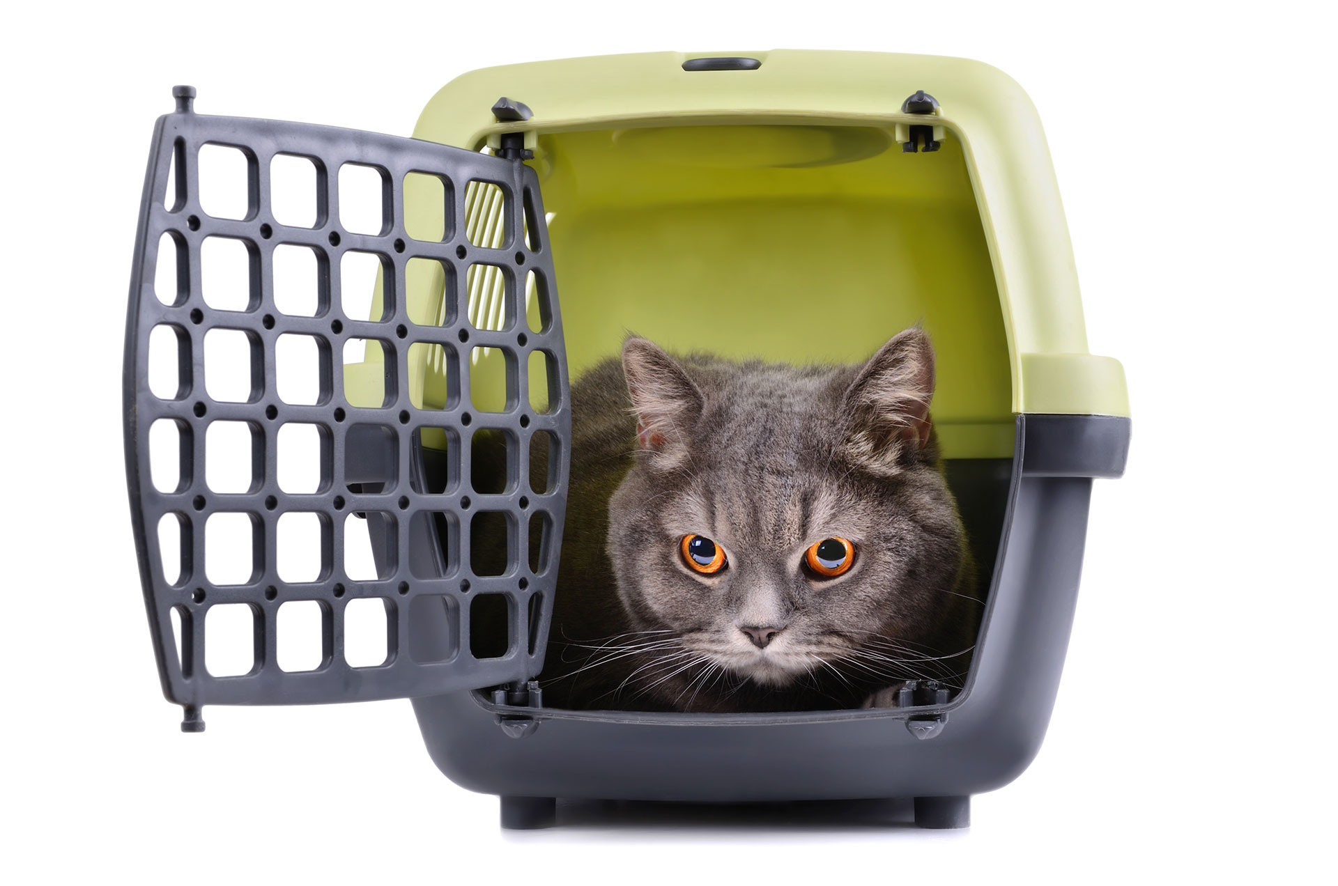 british shorthair cat in kennel