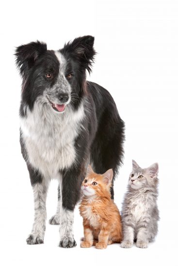 dog-and-kittens-W8A7DEQ-1